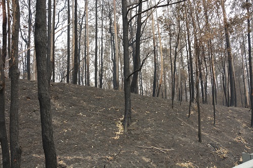 After the bushfires.
