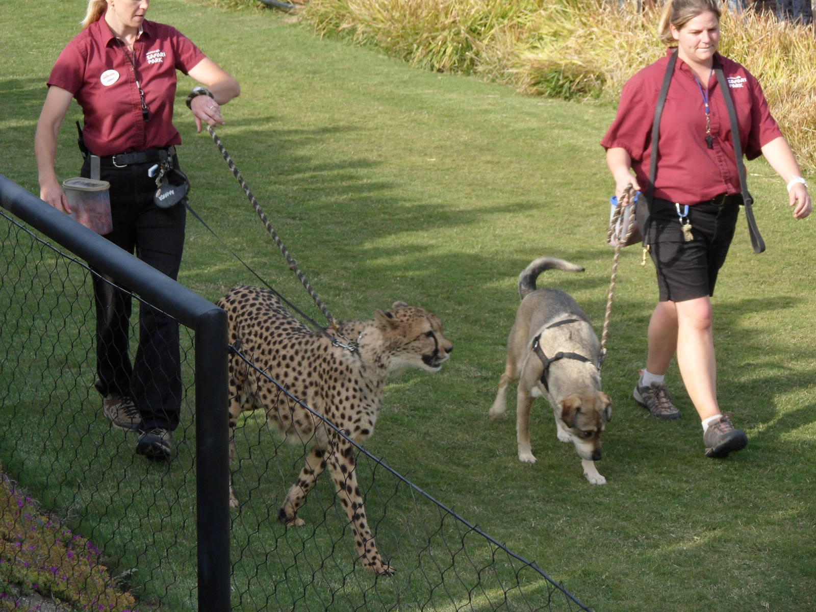 After the Cheetah Run