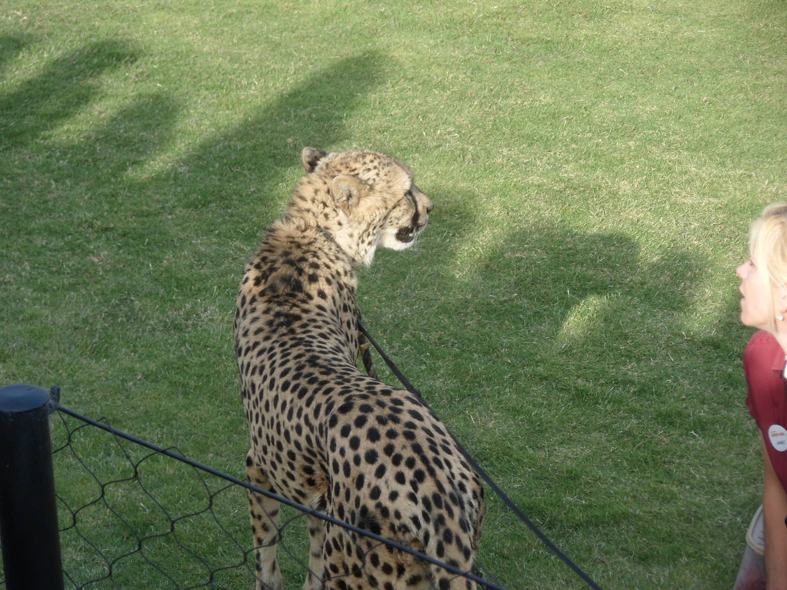 After the Cheetah Run