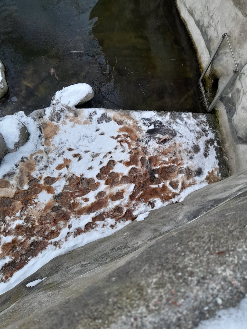 Aftermath of heron killed by otters