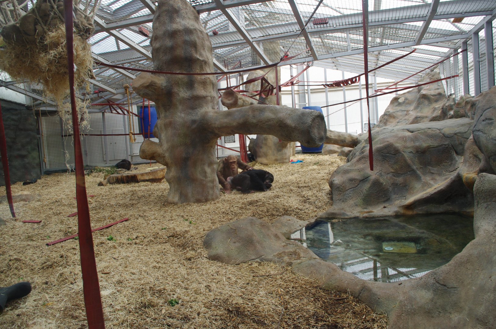 Afternoon 25/2/2022-Chimpanzee Lookout day quarters at Colchester Zoo