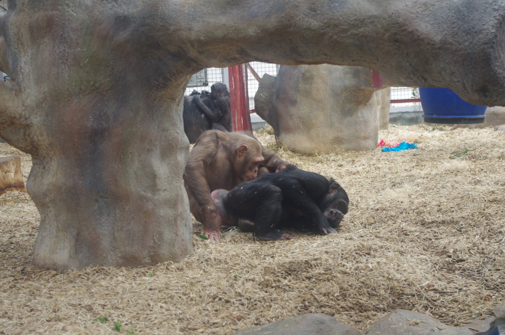 Afternoon 25/2/2022- Chimpanzee Lookout day quarters