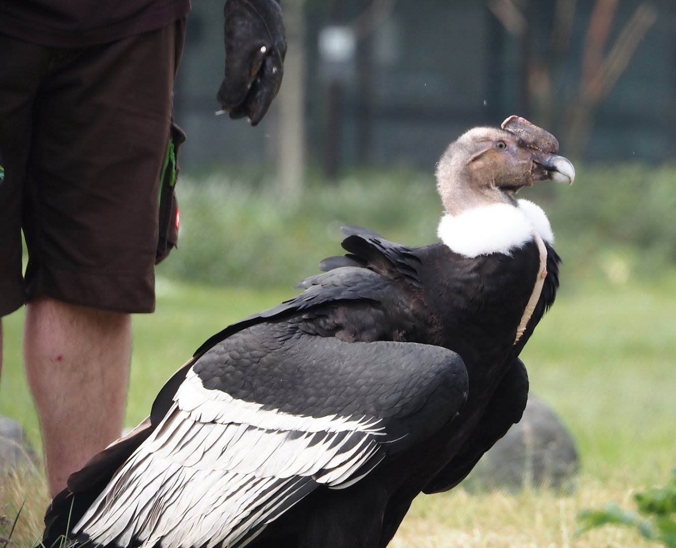 Afternoon bird show - Andean condor (Vultur gryphus) , 2024-05-21