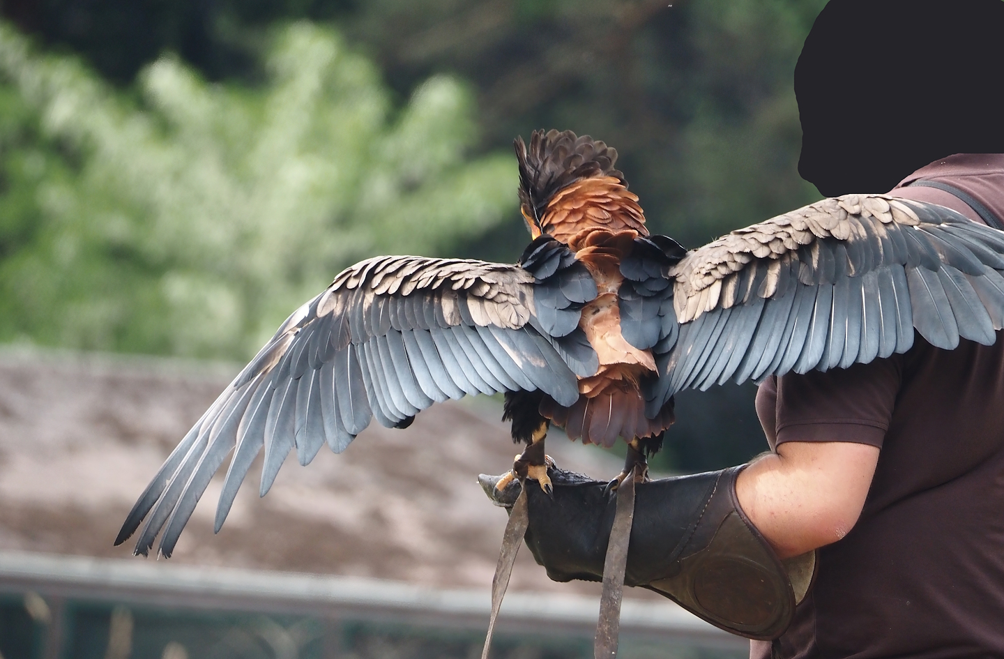 Afternoon bird show - Bateleur eagle (Terathopius ecaudatus), 2024-05-21
