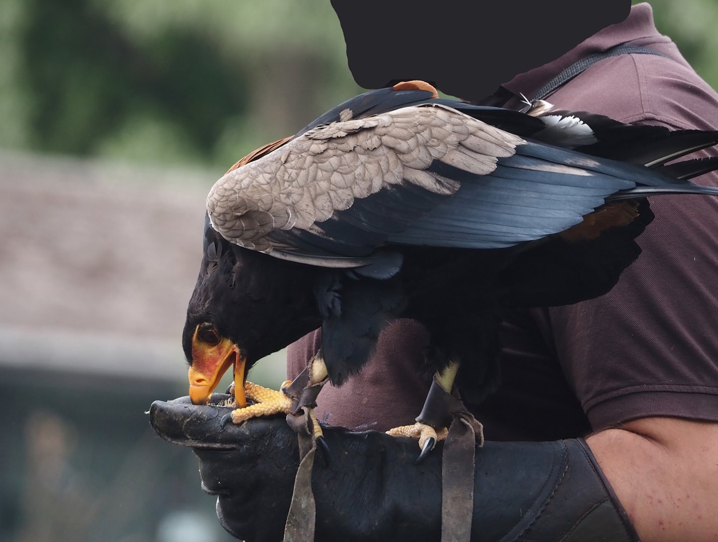 Afternoon bird show - Bateleur eagle (Terathopius ecaudatus), 2024-05-21