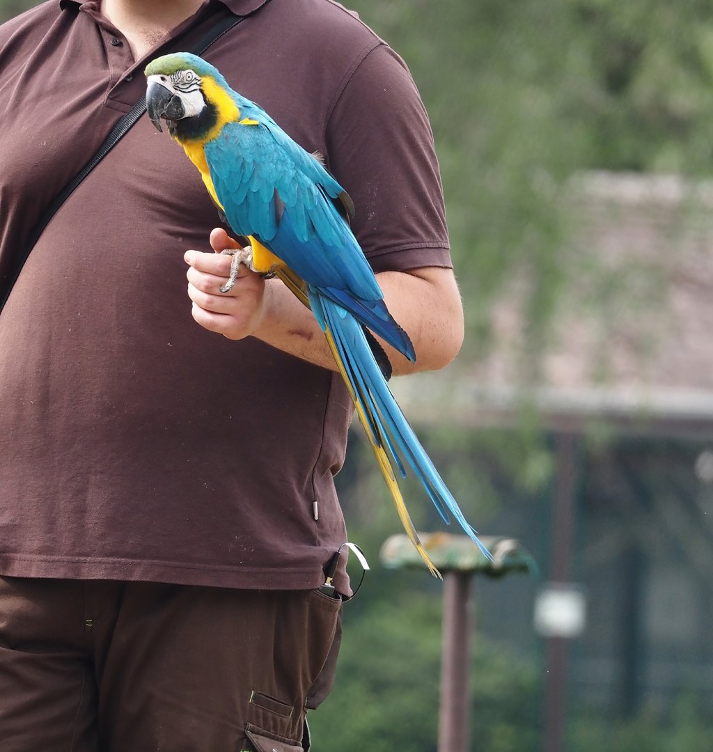 Afternoon bird show - Blue-and-gold macaw (Ara ararauna), 2024-05-21