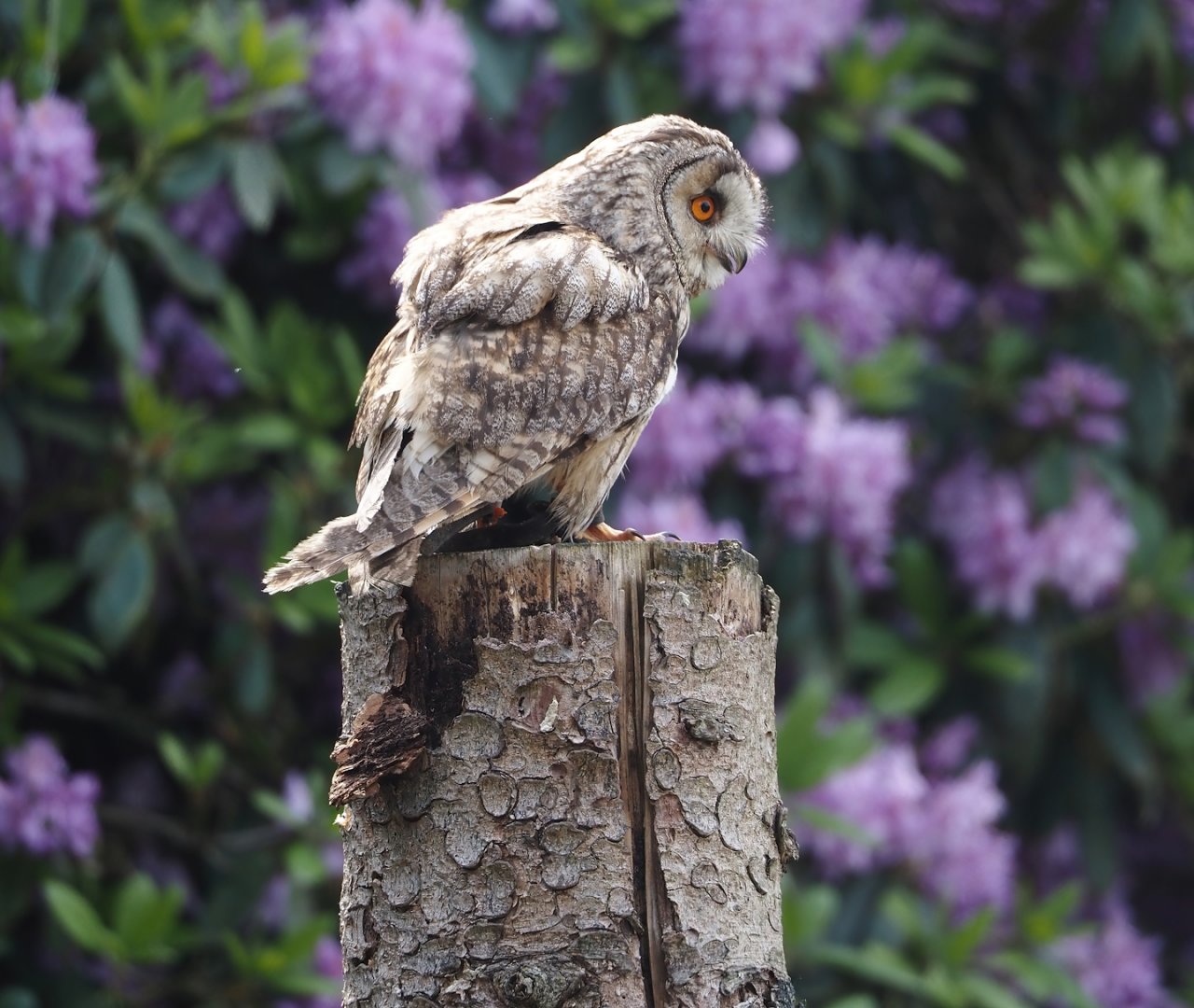 Afternoon bird show - Eurasian Long-eared owl (Asio otus otus), 2024-05-21