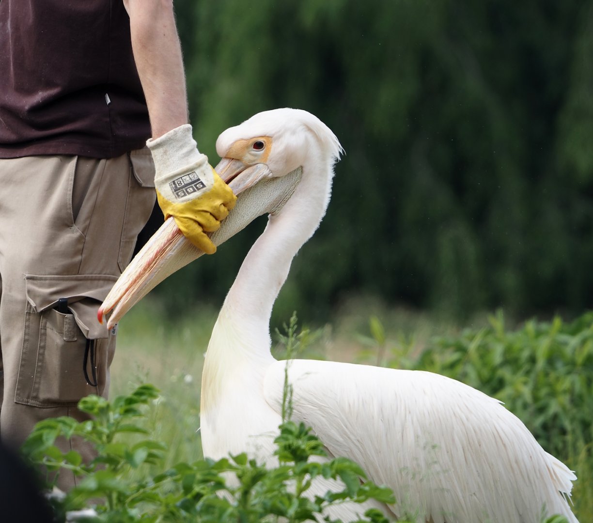 Afternoon bird show - Great white pelican (Pelecanus onocrotalus), 2024-05-21