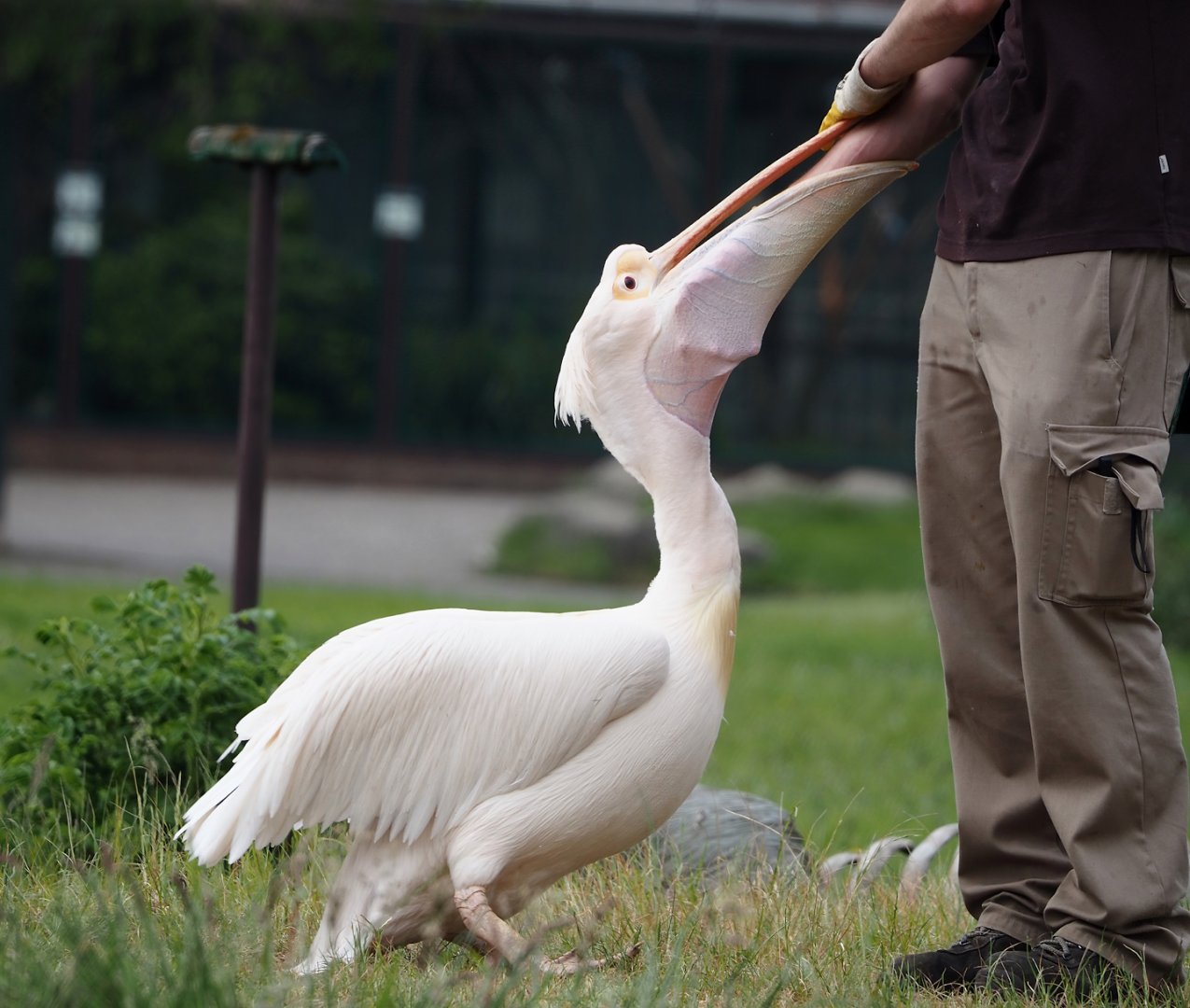 Afternoon bird show - Great white pelican (Pelecanus onocrotalus), 2024-05-21