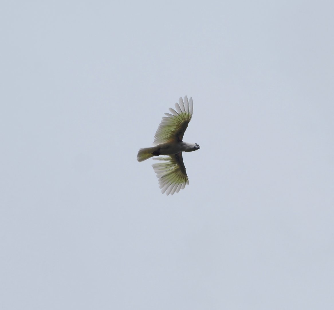 Afternoon bird show - Greater sulphur-crested cockatoo (Cacatua galerita), 2024-05-21