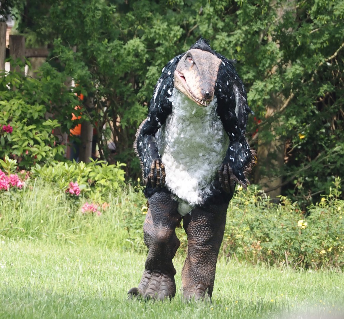 Afternoon bird show - Person in a feathered theropod dinosaur suit, 2024-05-21