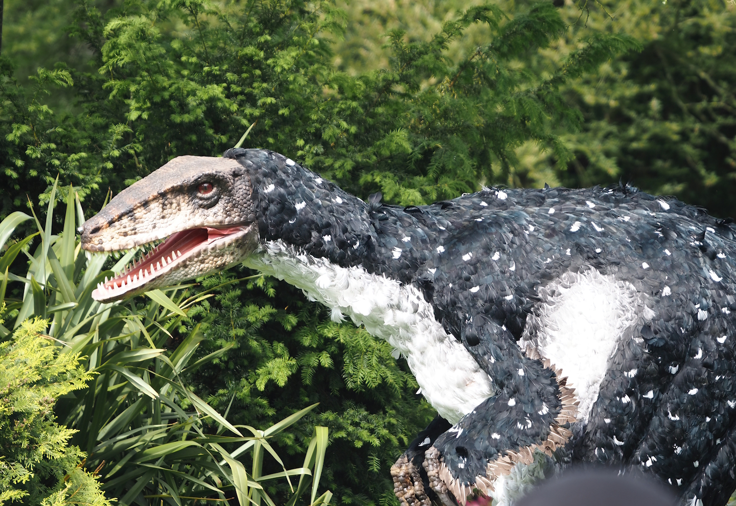 Afternoon bird show - Person in a feathered theropod dinosaur suit, 2024-05-21