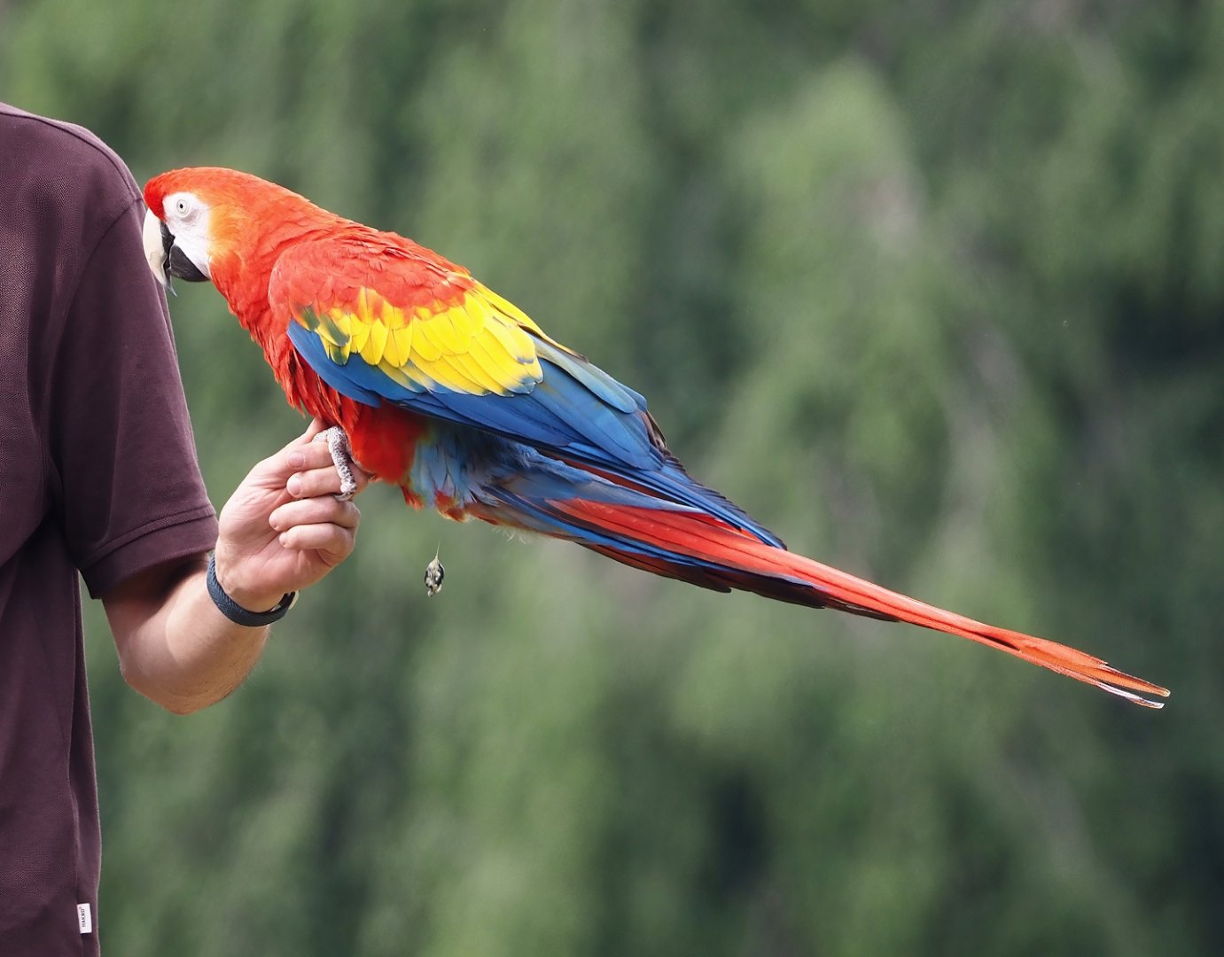 Afternoon bird show - Scarlet macaw (Ara macao), 2024-05-21