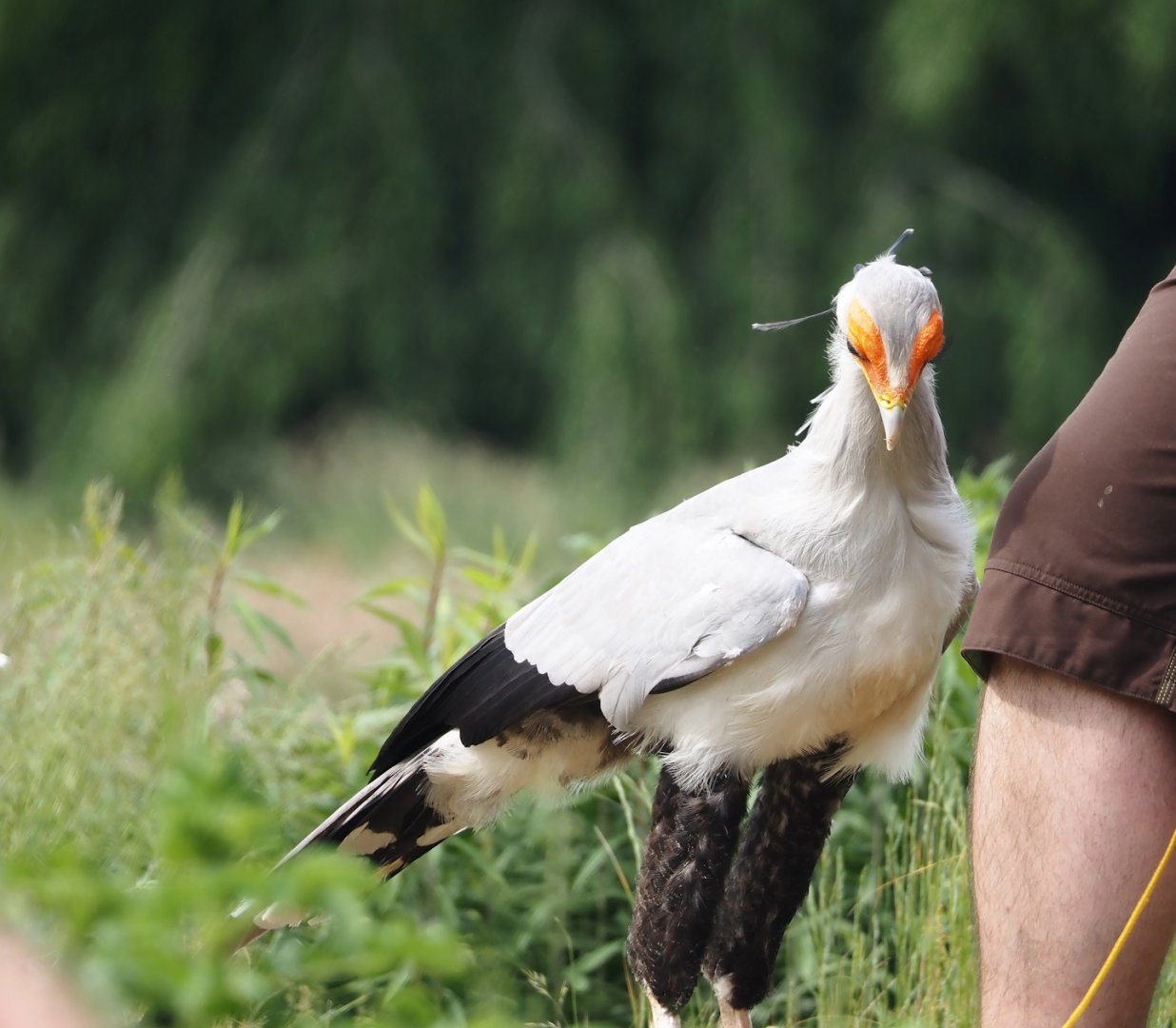 Afternoon bird show - Secretary bird (Sagittarius serpentarius), 2024-05-21