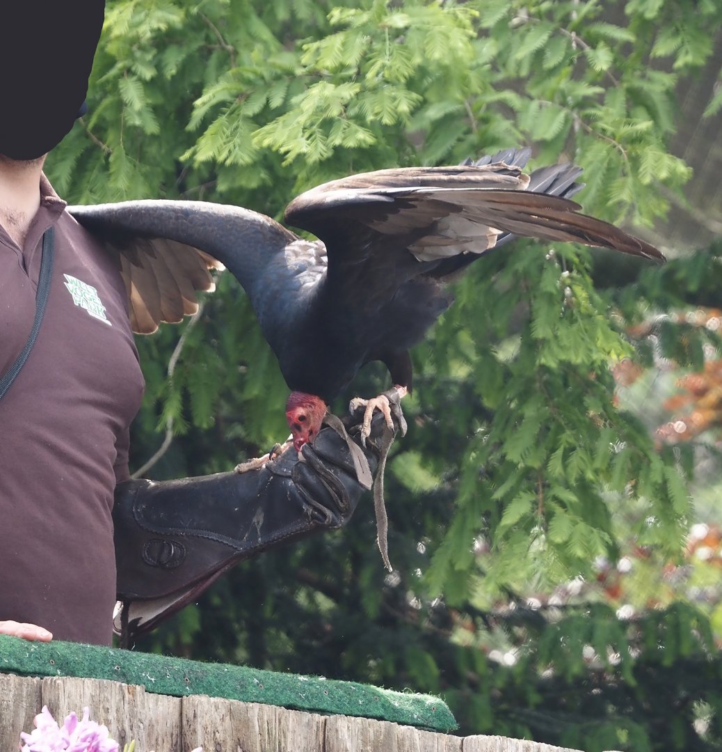 Afternoon bird show - South American turkey vulture (Cathartes aura ruficollis), 2024-05-21