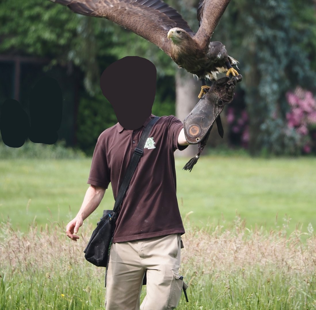 Afternoon bird show - White-tailed sea eagle (Haliaeetus albicilla), 2024-05-21