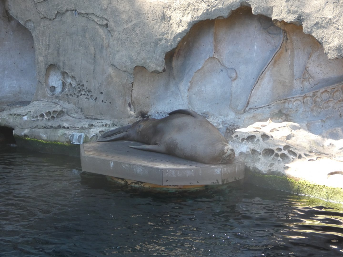Afternoon nap (Steller's sea lion)