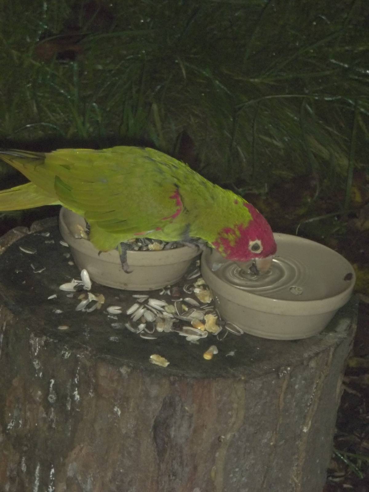 Afternoon tea for the Red-masked Conures I, 28th November 2014