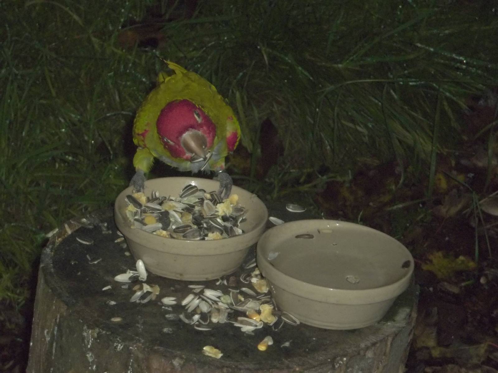 Afternoon tea for the Red-masked Conures II, 28th November 2014