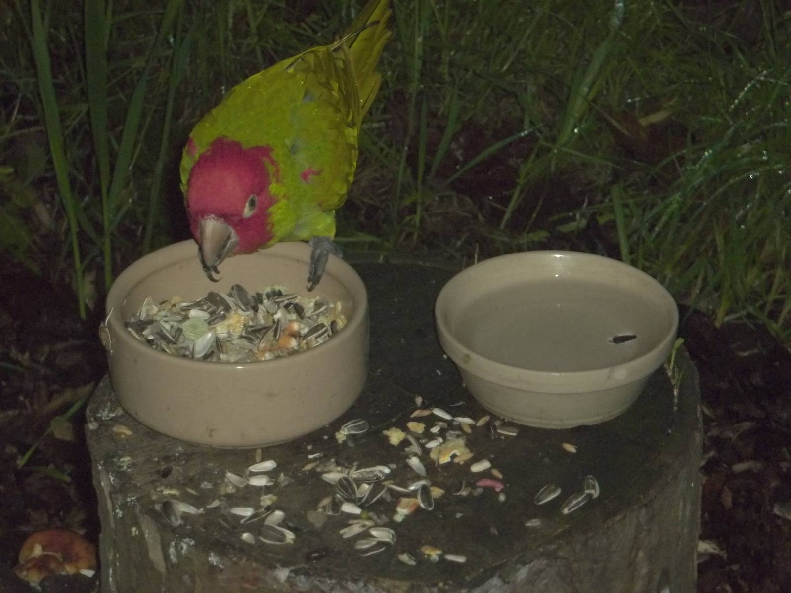 Afternoon tea for the Red-masked Conures III, 28th November 2014