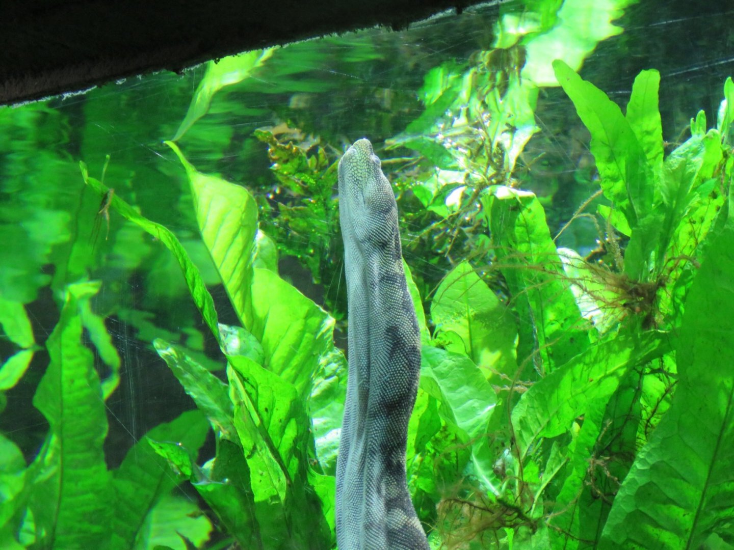 Afura File Snake leaning against the glass.