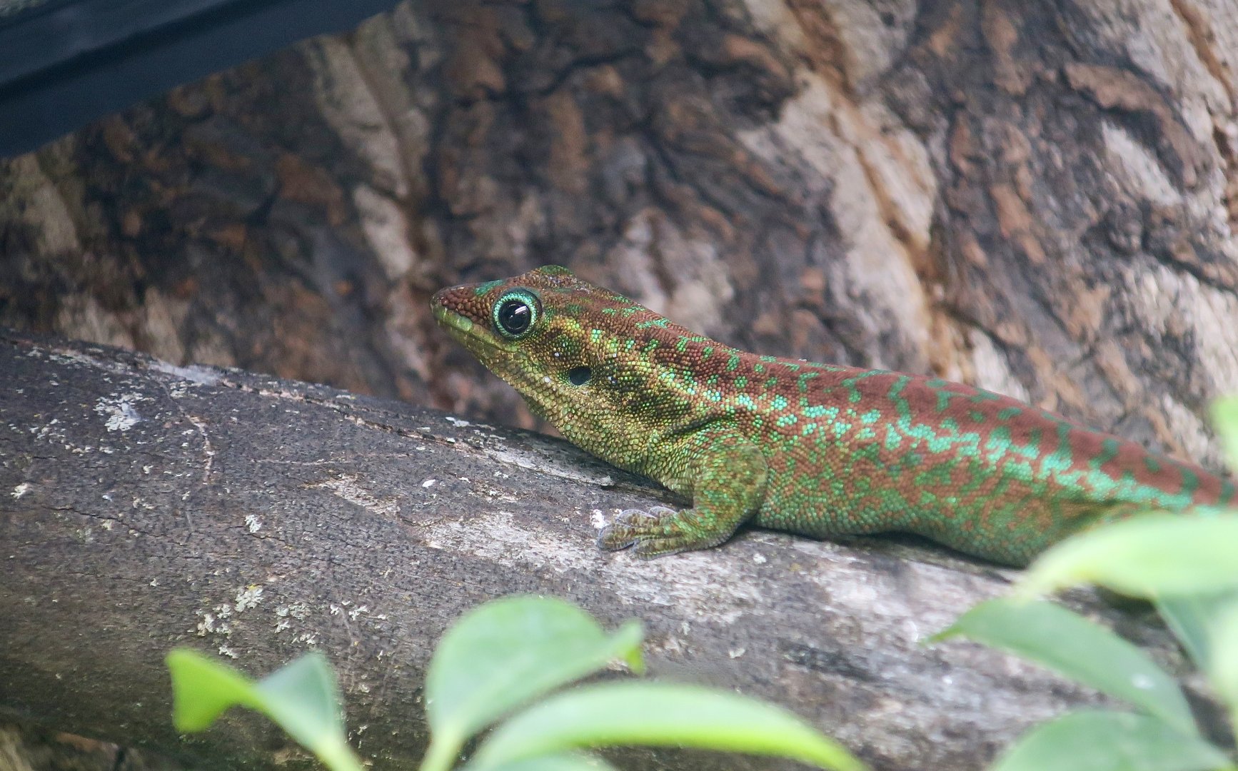Agaléga Day Gecko (Phelsuma borbonica agalegae)  - The Gecko Gallery NYC