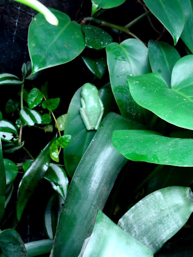 Agalichnys callidryas