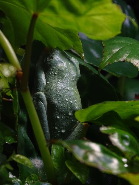 Agalychnis callidryas or annae