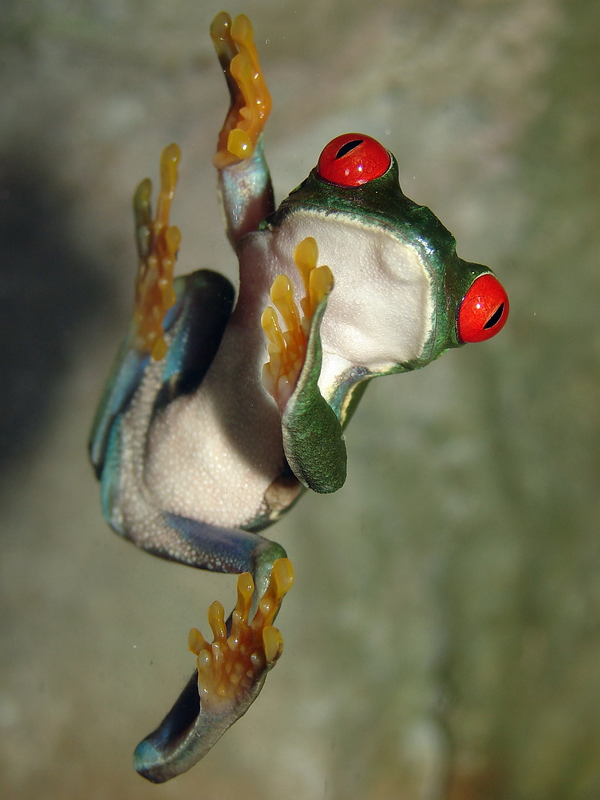 Agalychnis callidryas / Red-eyed tree frog, Riga Zoo 11-12-2010.