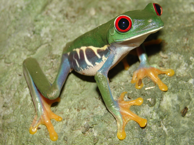 Agalychnis callidryas / Red-eyed tree frog