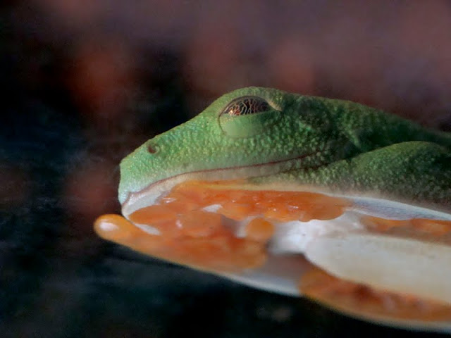 Agalychnis callidryas