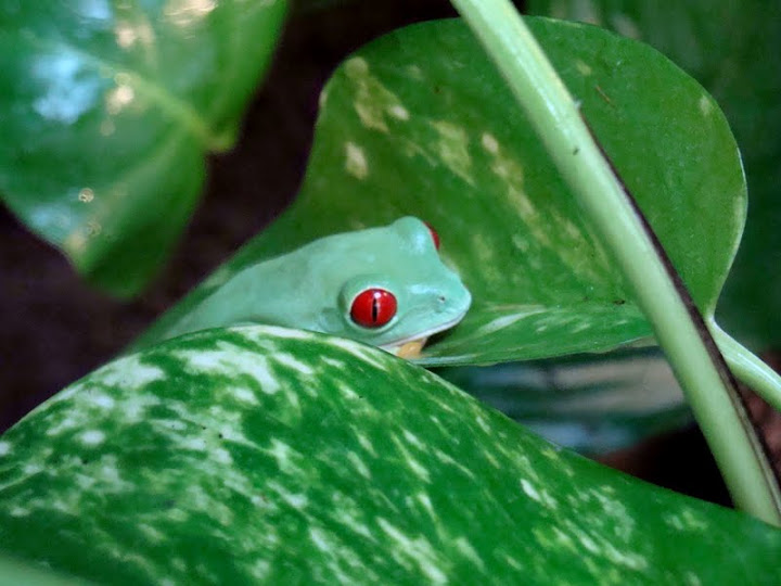 Agalychnis callidryas