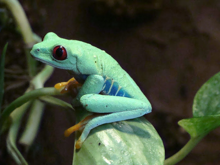 Agalychnis callidryas