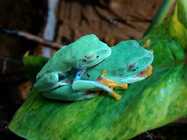 Agalychnis callidryas