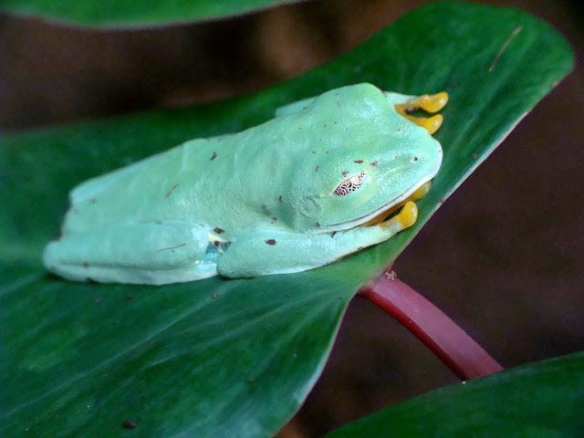 Agalychnis callidryas