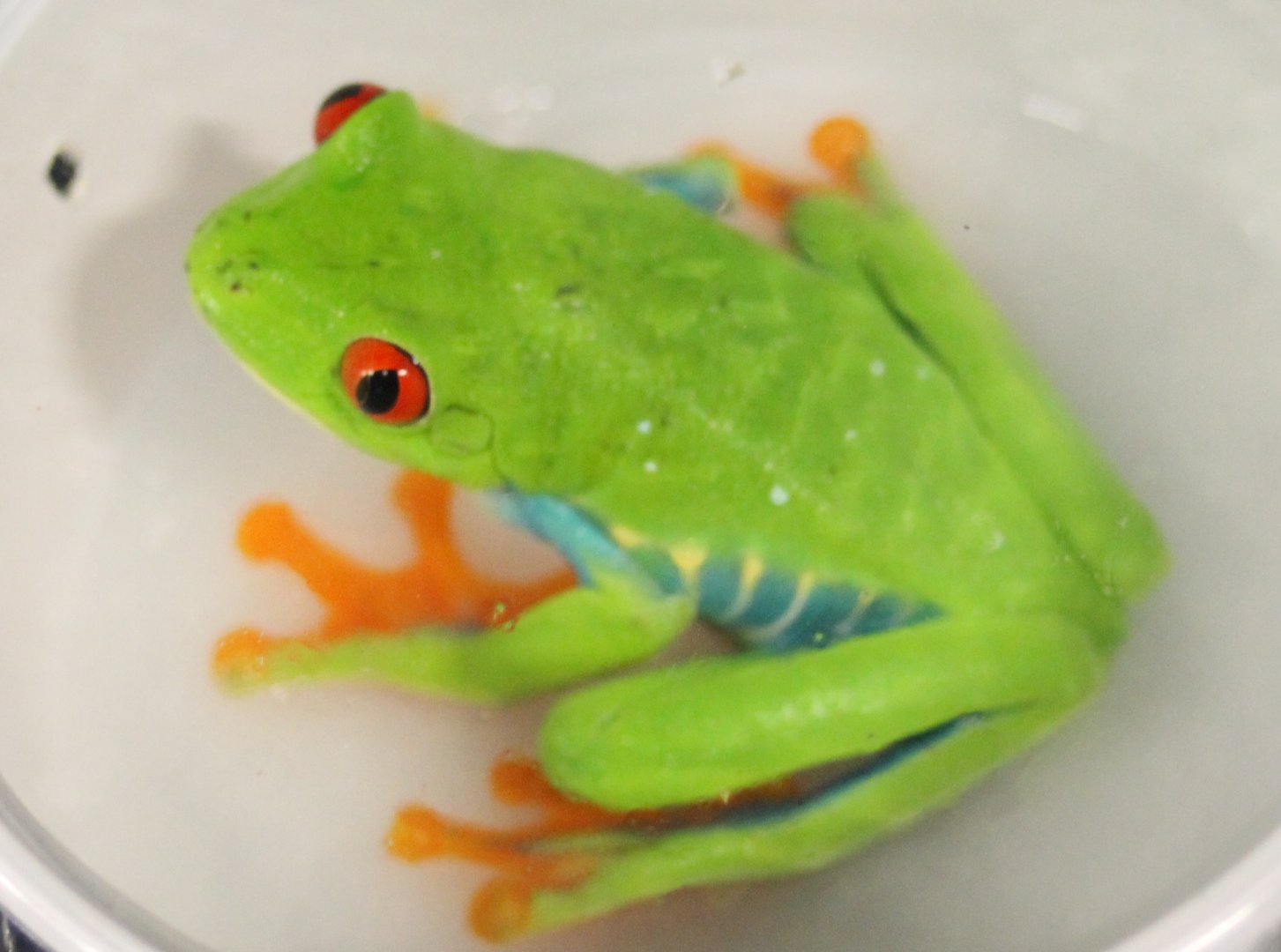 Agalychnis callidryas