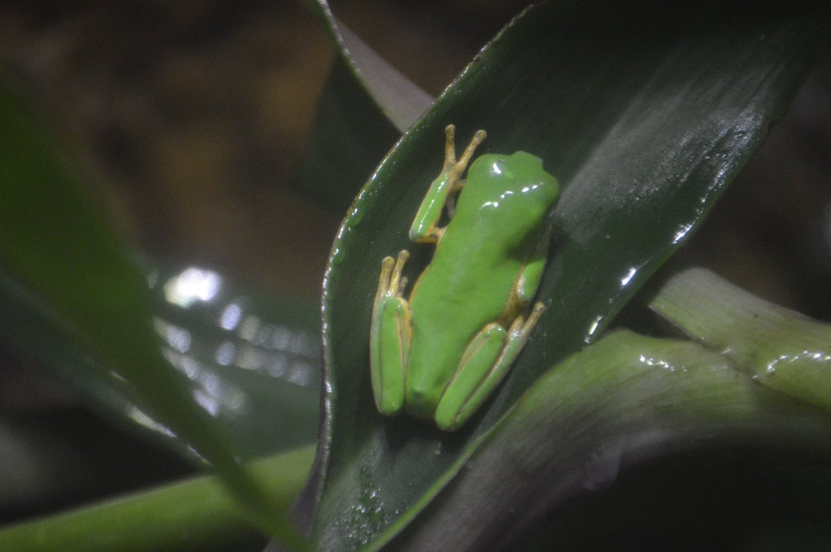 Agalychnis callidryas