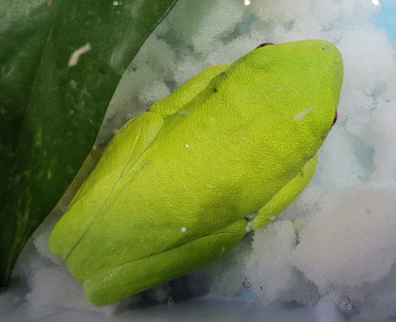 Agalychnis callidryas