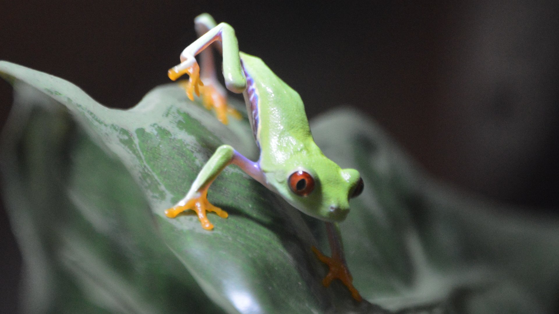 Agalychnis callidryas
