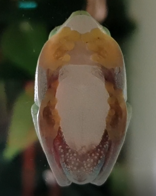 Agalychnis callydrias - underside