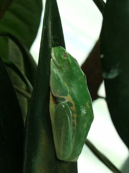 Agalychnis callydrias