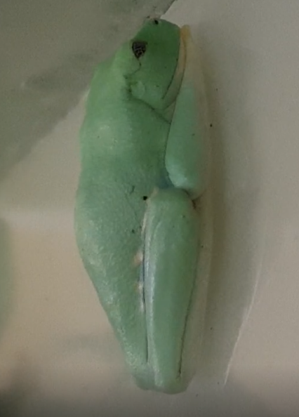 Agalychnis callydrias