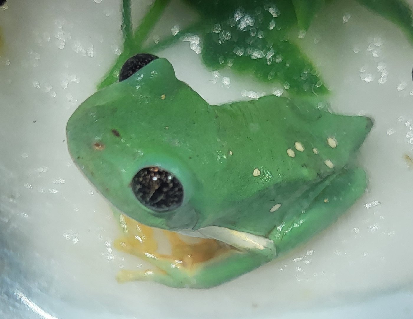 Agalychnis dacnicolor