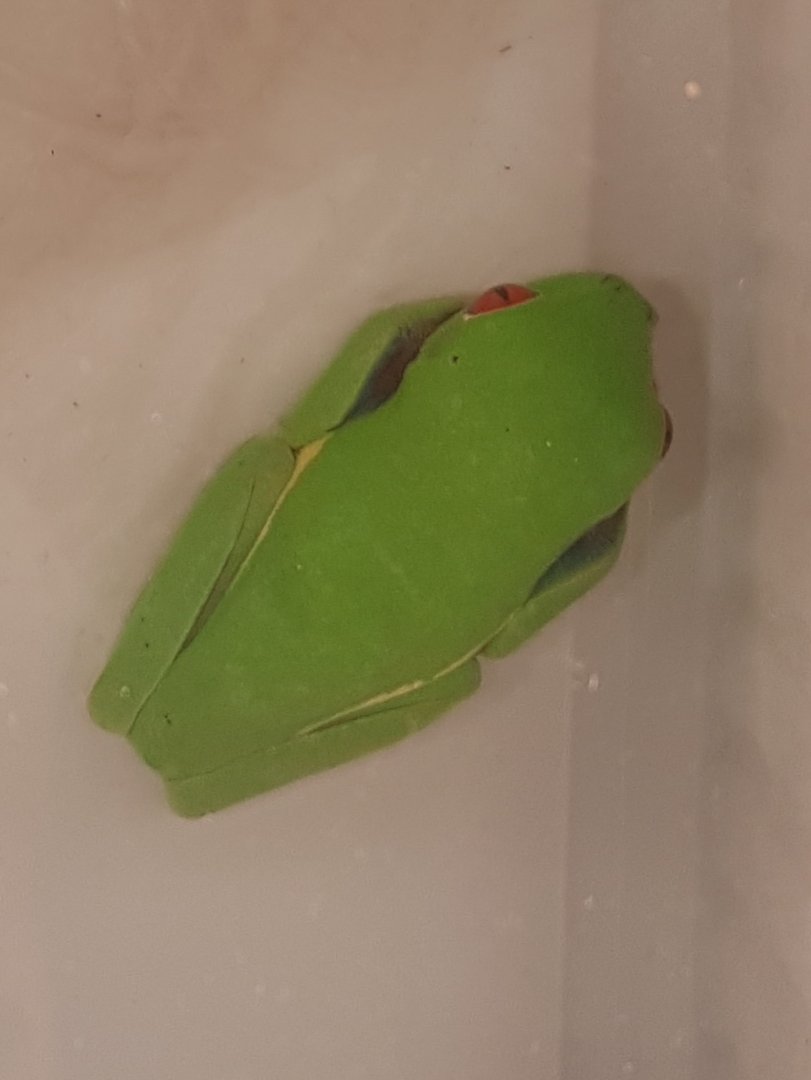 Agalychnis species ID