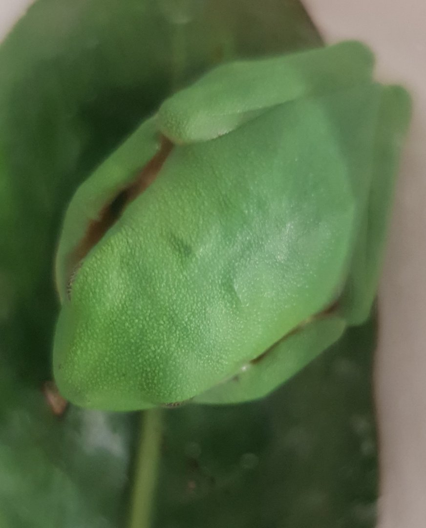 Agalychnis spurrelli