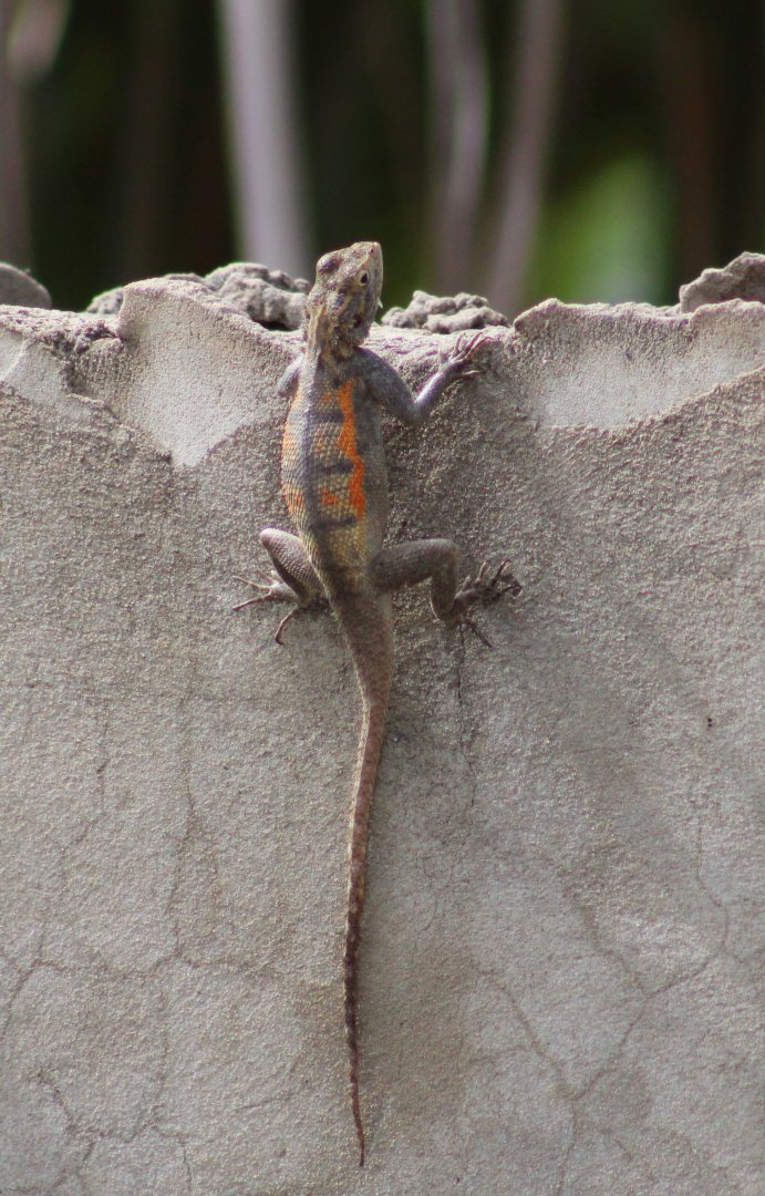 Agama a. agama - female
