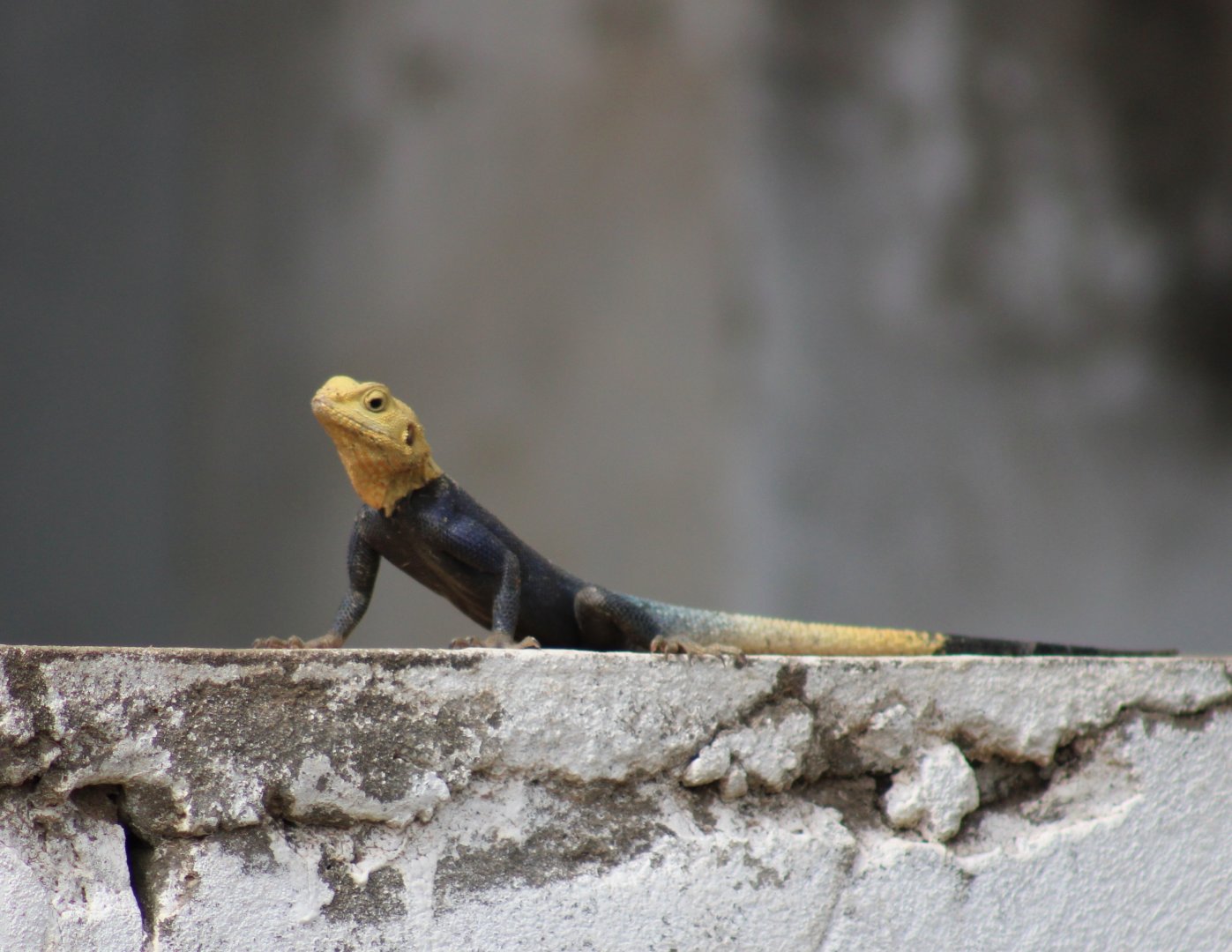 Agama a. agama - male
