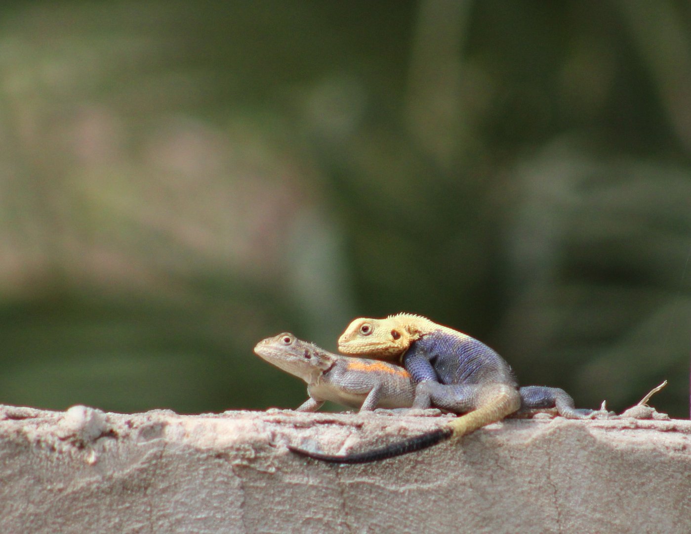 Agama a. agama - mating attemp