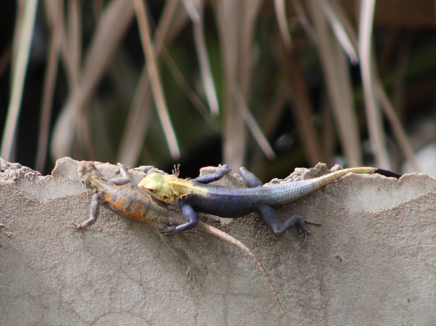 Agama a. agama - start mating attemp