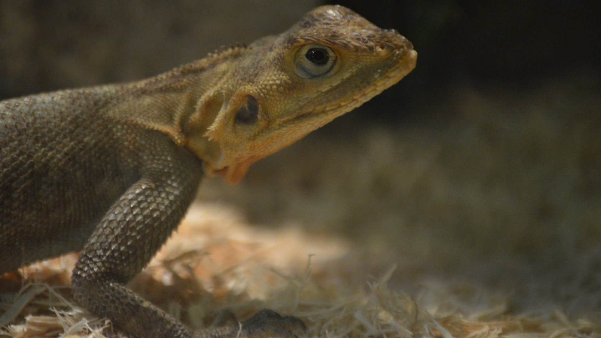 Agama agama "Courage the Cowardly"